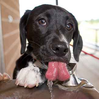 Dog Drinking From Fountain