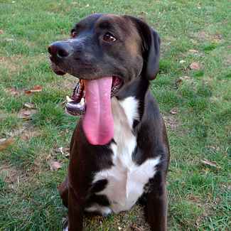 Dog With Long Tongue