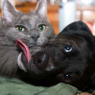Dog Kissing Cat