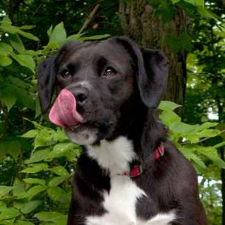 Dog Licking Chops