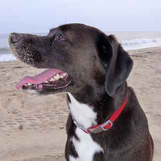 Dog With Sandy Face