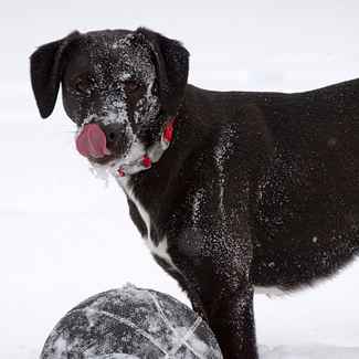Dog Licking Snow