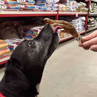 Dog Licking Turkey Foot