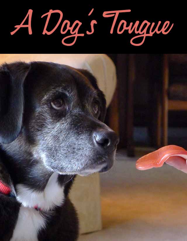 A Dog's Tongue