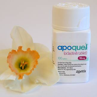 Is Apoquel Safe for Dogs With Allergies Chasing Dog Tales