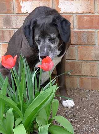 Dog Sniffing Tulip