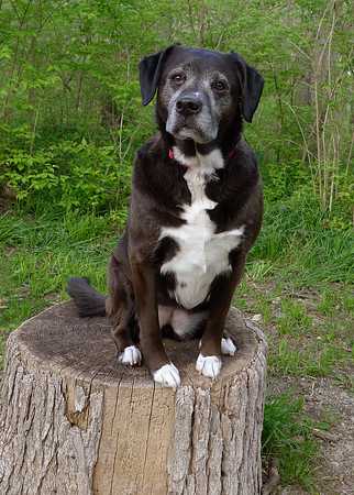 Dog Standing on Stump