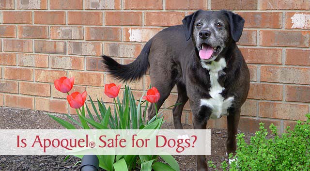 Is Apoquel Safe for Dogs?