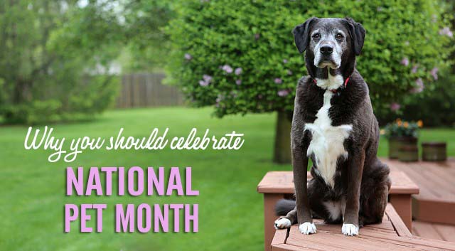 Why You Should Celebrate National Pet Month