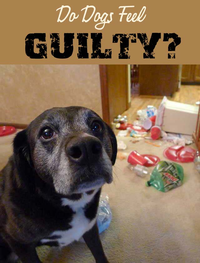 Do Dogs Feel Guilty?