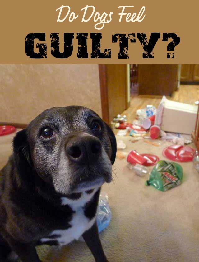 do dogs act guilty