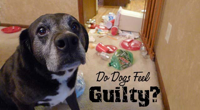 Do Dogs Feel Guilty?