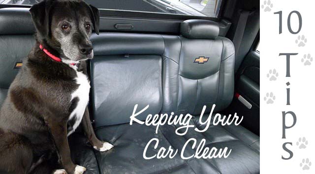 10 Tips for Keeping Your Car Clean With a Dog