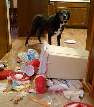 Dog Getting Into Trash