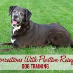 Using Corrections With Positive Reinforcement Dog Training