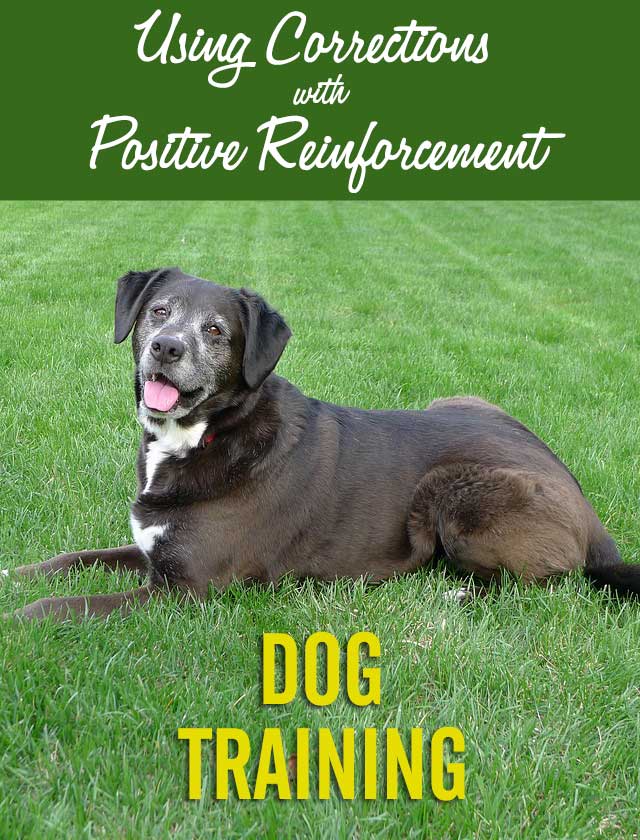 Using Corrections with Positive Reinforcement Dog Training