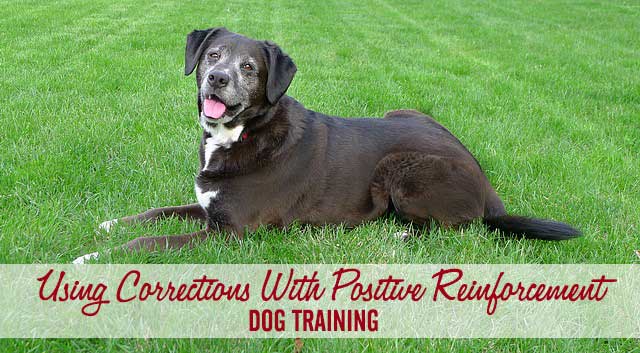 Using Corrections With Positive Reinforcement Dog Training