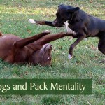 Alpha Dogs and Pack Mentality