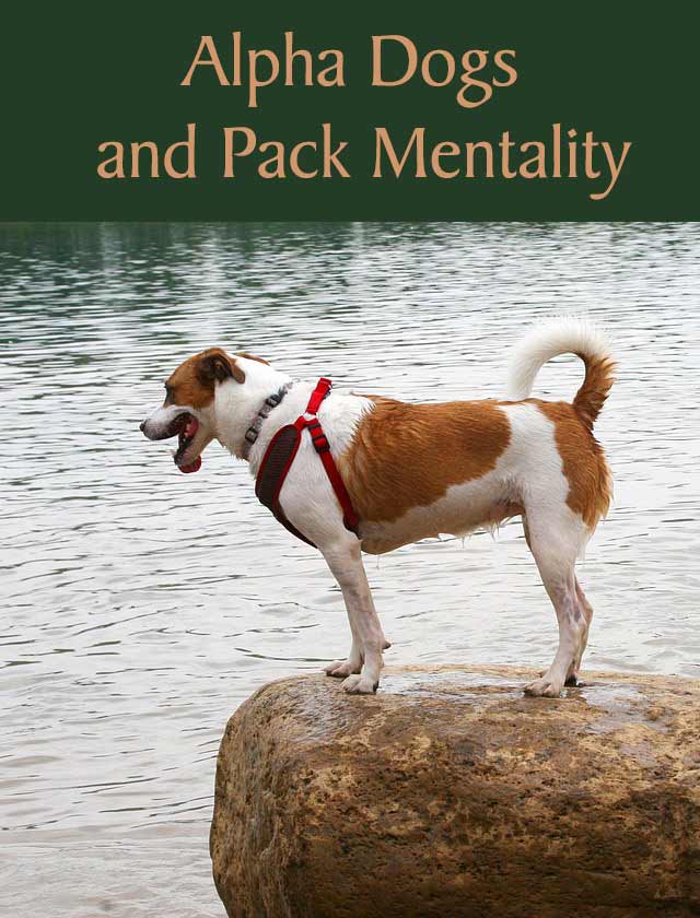 Alpha Dogs and Pack Mentality