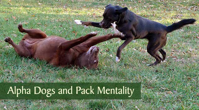 Alpha Dogs and Pack Mentality