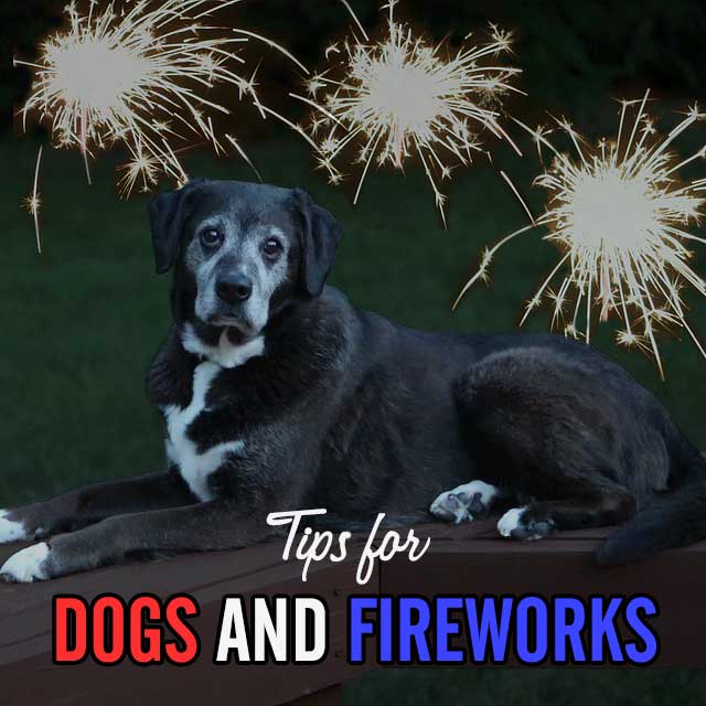 Tips for Dogs and Fireworks