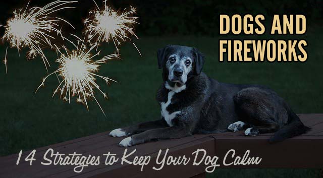 Dogs and Fireworks 14 Strategies to Keep Your Dog Calm Chasing Dog Tales