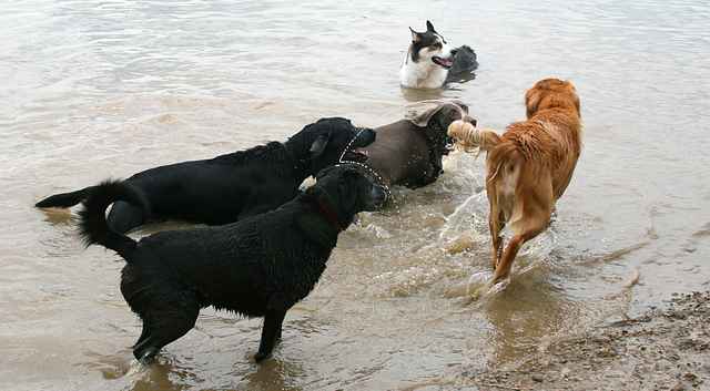 Dogs Swimming