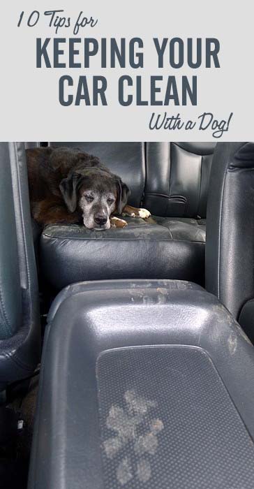 How to Keep Car Clean With Dog  