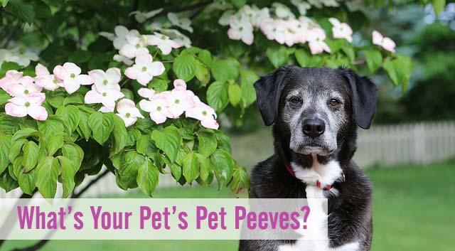 What's Your Pet's Pet Peeves?
