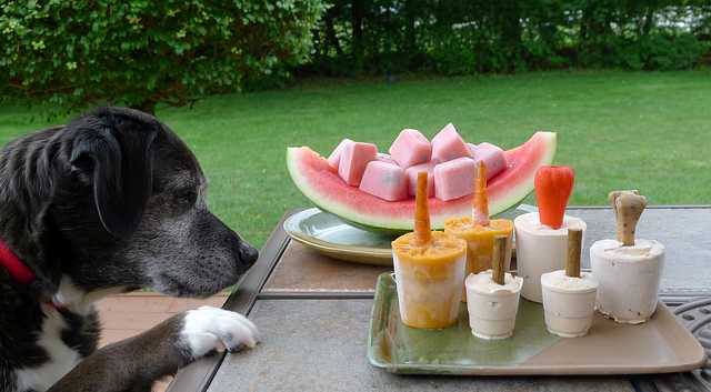 3 Quick & Easy Frozen Dog Treats