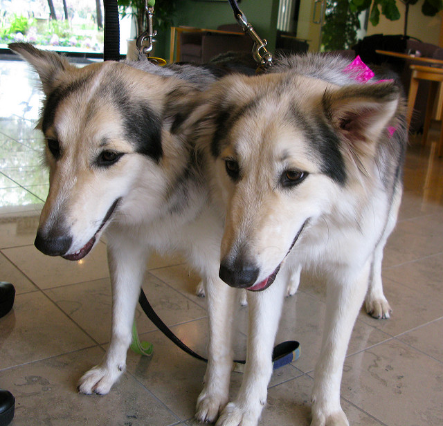 Cloned Dogs