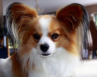 Dog With Hairy Ears