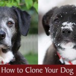How to Clone Your Dog