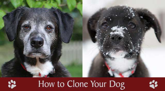 how does dog cloning work