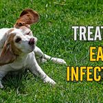 Treating Ear Infections in Dogs