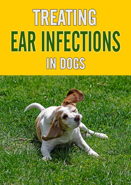 Treating Ear Infections in Dogs