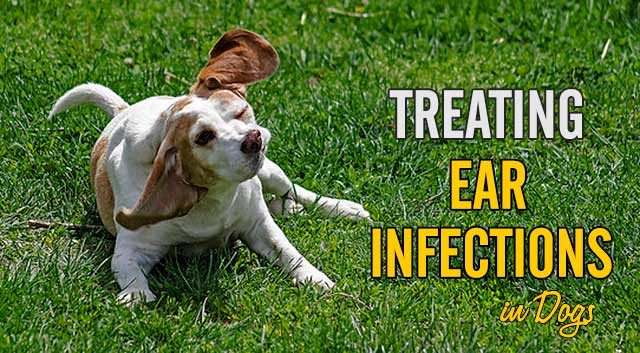 Treating Ear Infections in Dogs