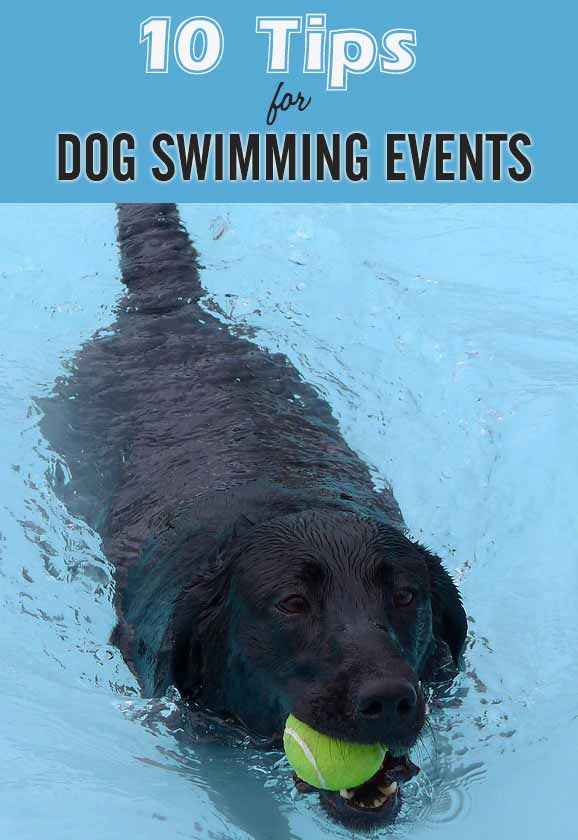 10 Tips for Dog Swimming Events