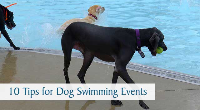 10 Tips for Dog Swimming Events