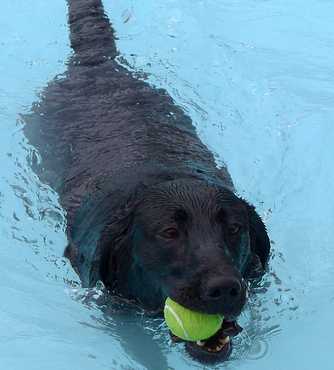 Dog Swimming With Tennis Ball