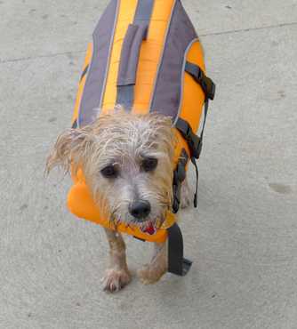 Dog Wearing Life Jacket
