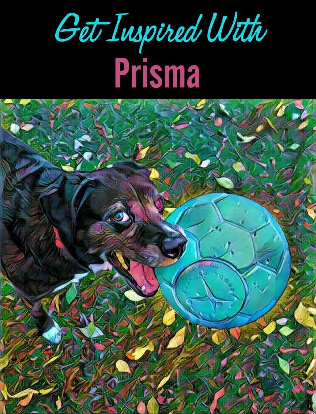 Get Inspired With Prisma! | Chasing Dog Tales