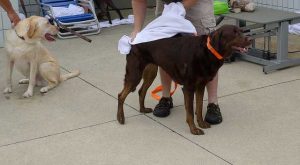 Drying Off a Dog