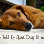 How to Tell If Your Dog Is in Pain