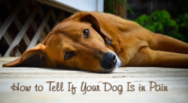 How to Tell If Your Dog Is in Pain