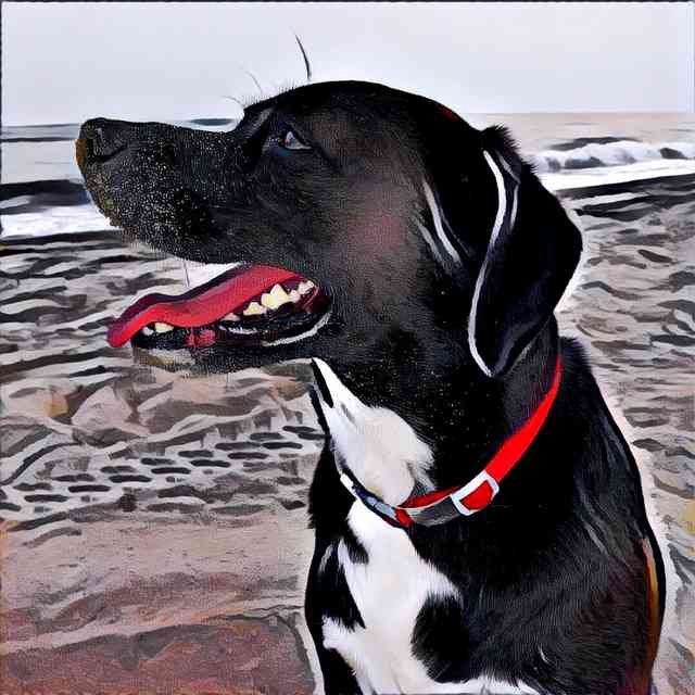 Dog With Prisma Femme Effect