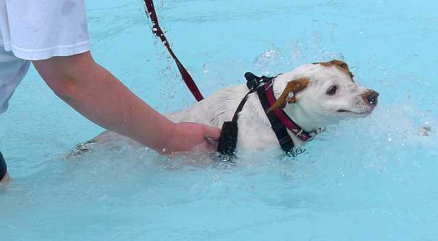 Teaching a Dog to Swim