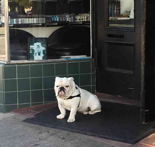 Bulldog in San Francisco