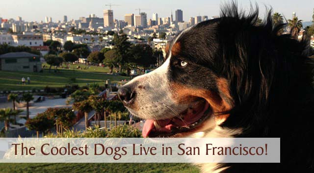 The Coolest Dogs Are San Francisco Dogs