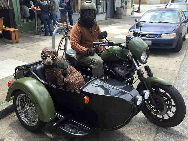 Dog in Motorcycle Sidecar